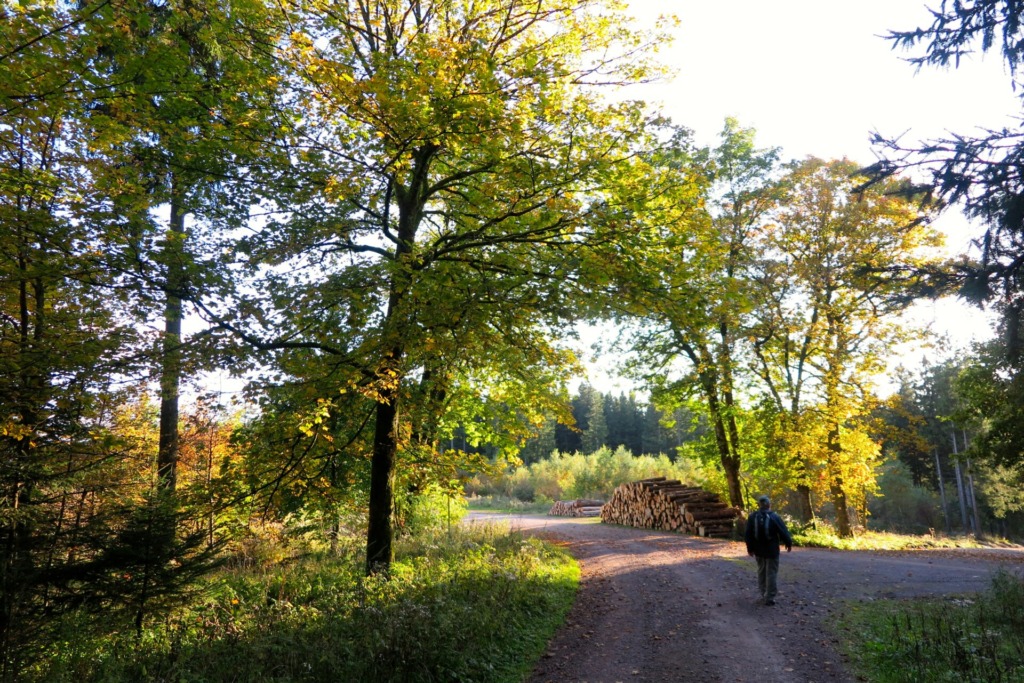 Entlang der Rosenkopfchausee zum "Adler"