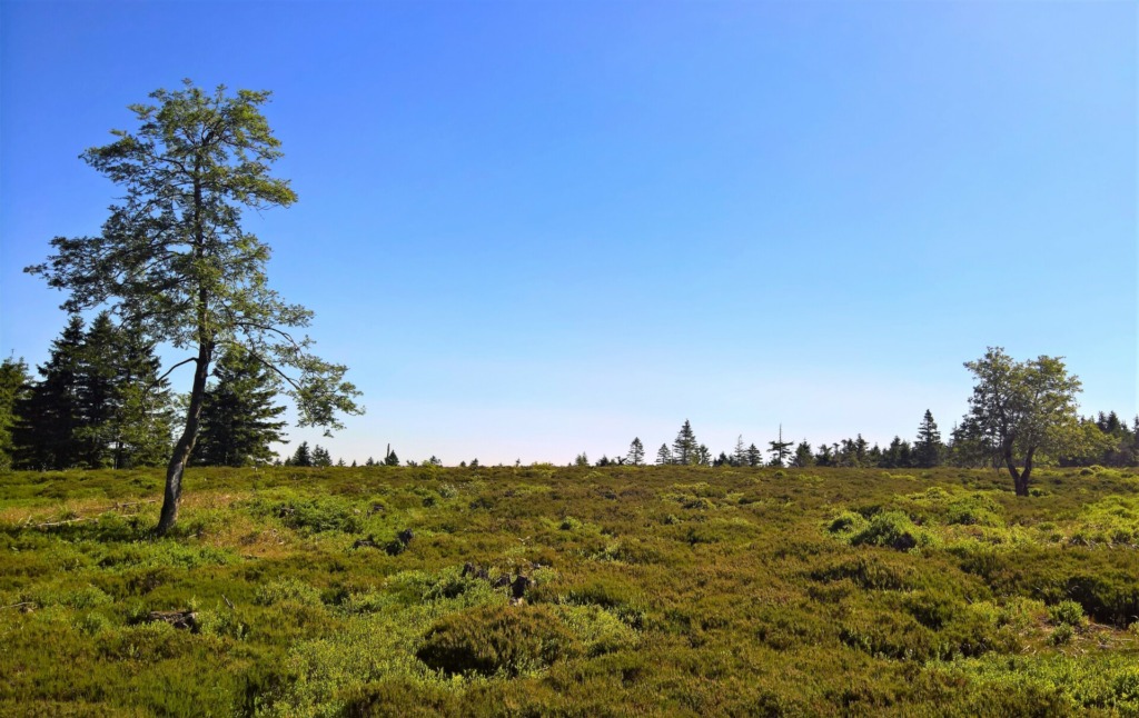 Geschütztes Hochmoor auf dem Beerbergplateau