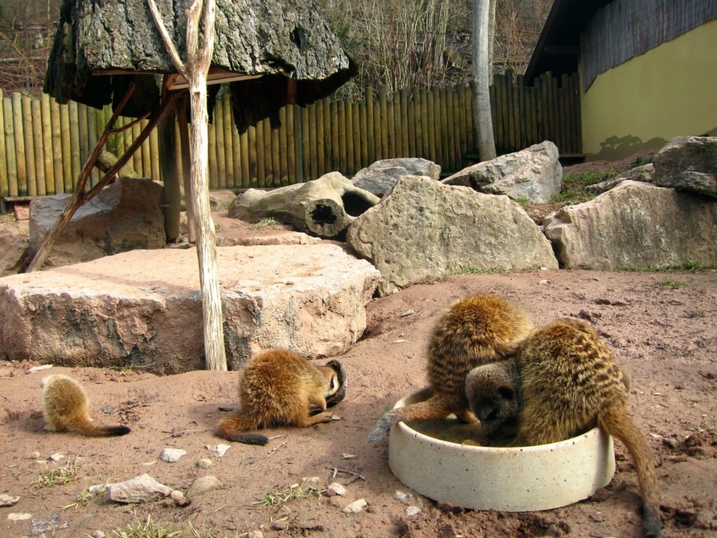 Suhler Tierpark