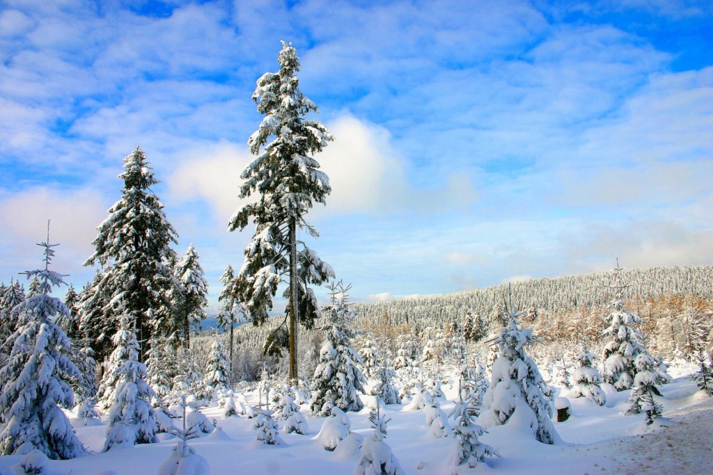 Winterwald am Rennsteig